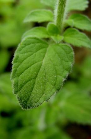 Mentha pulegium?